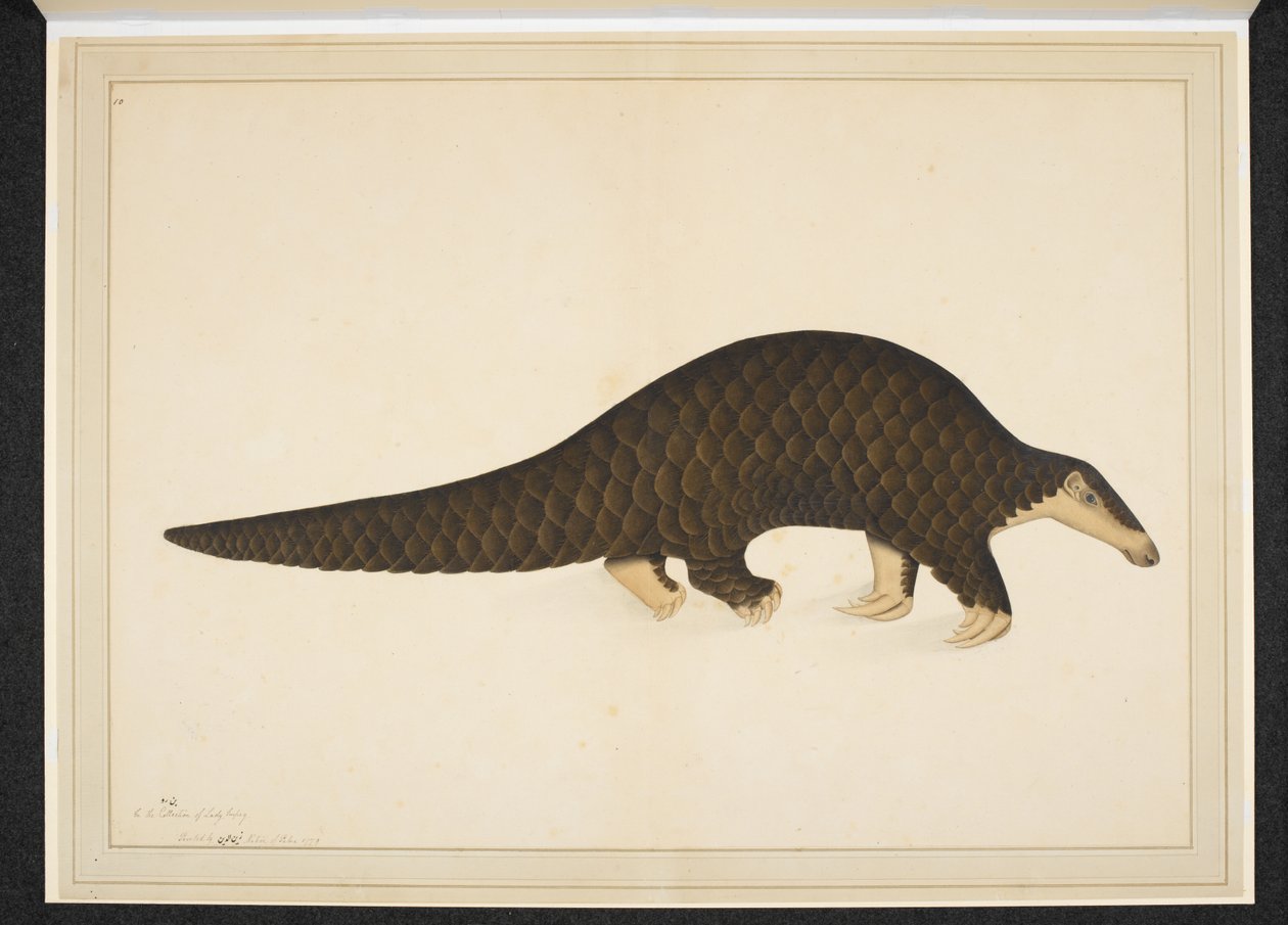 Přidejte sníh. Nebo. 4667, Pangolin neboli mravenečník šupinatý od Shaikh Zain ud Din (fl.1777 83)