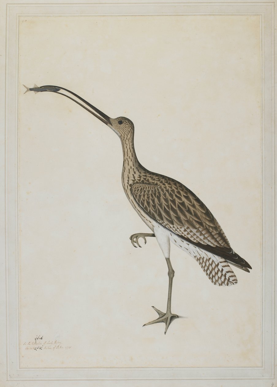 Curlew východní požírající bahňáka od Shaikh Zain ud Din (fl.1777 83)