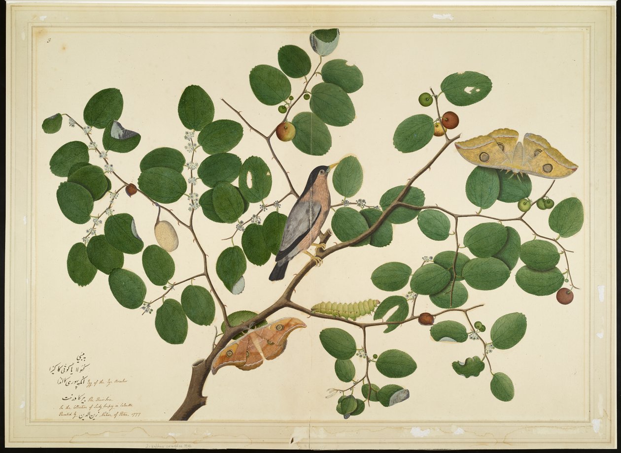 Brahminy Starling se dvěma můrami Antheraea, housenkou a zámotkem na indickém stromu Jujube, folio ze série zadané Lady Impey, 1777 od Shaikh Zain ud Din