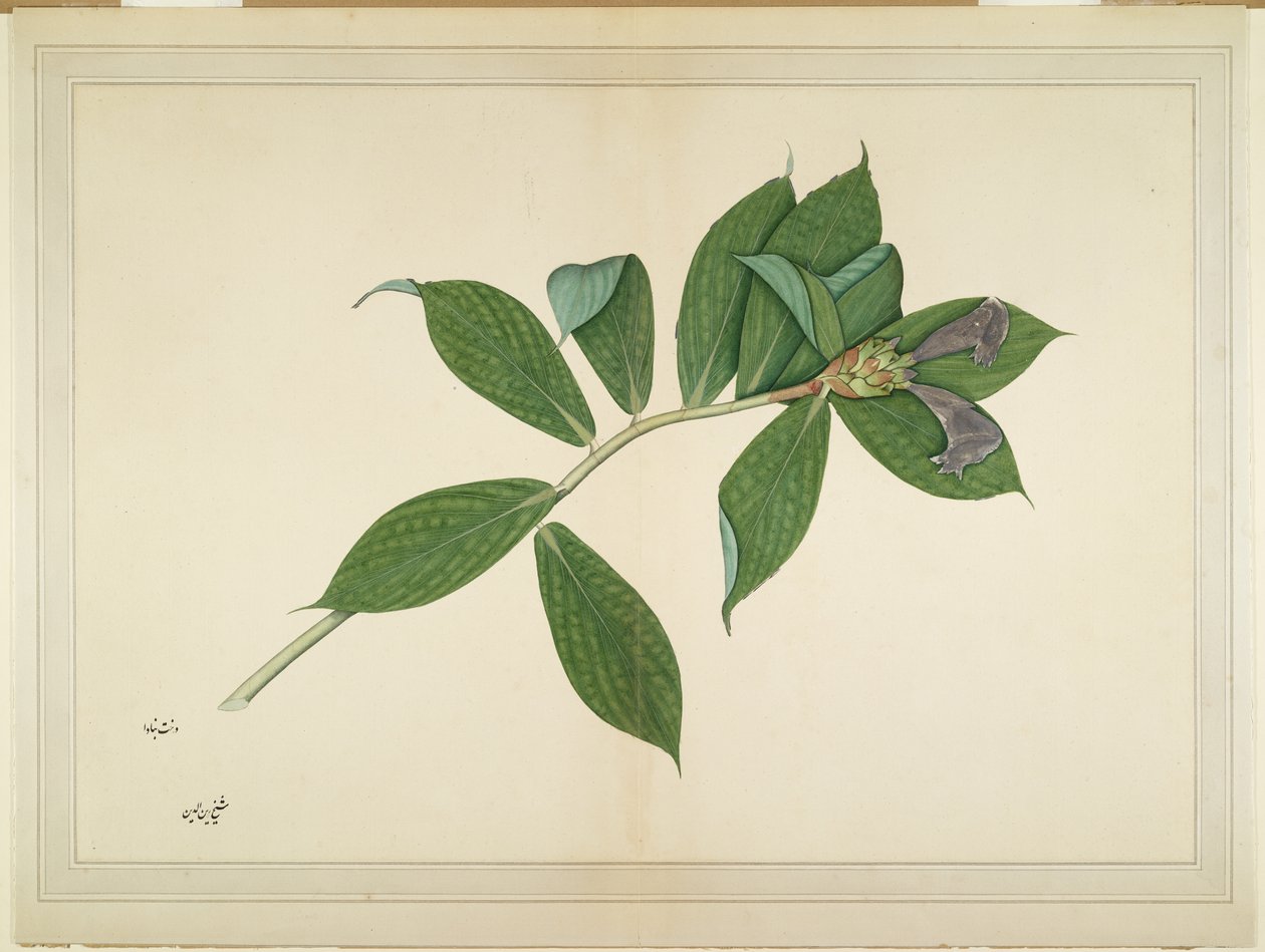 Crepe Ginger Plant, folio ze série zadané Lady Impey, kolem roku 1780 od Shaikh Zain ud Din