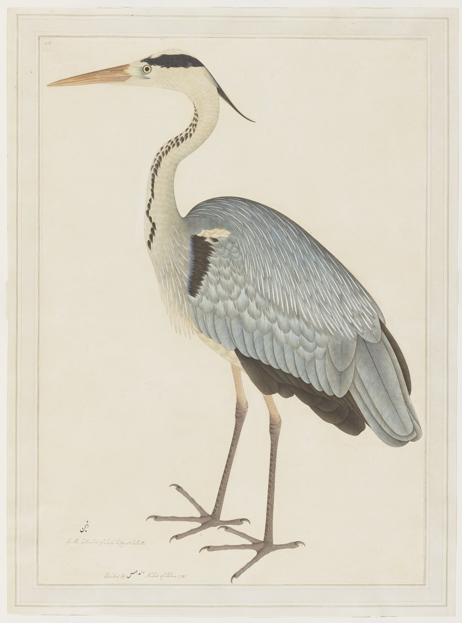 Volavka popelavá, folio ze série na objednávku Lady Impey, kolem 1780-82 od Shaikh Zain ud Din