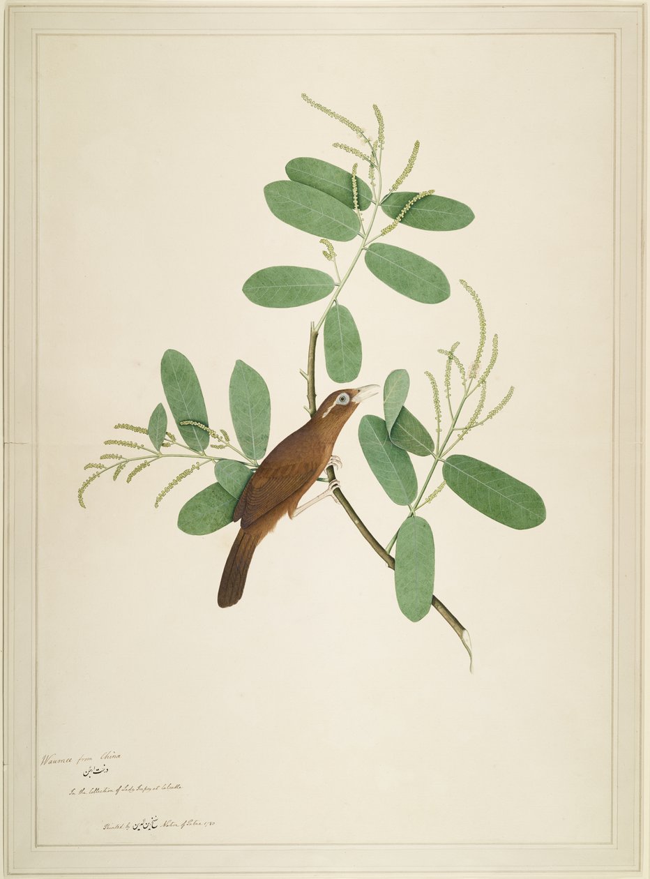 Hwamei na pobočce Terminalia, folio ze série zadané lady Impeyovou, 1780 od Shaikh Zain ud Din