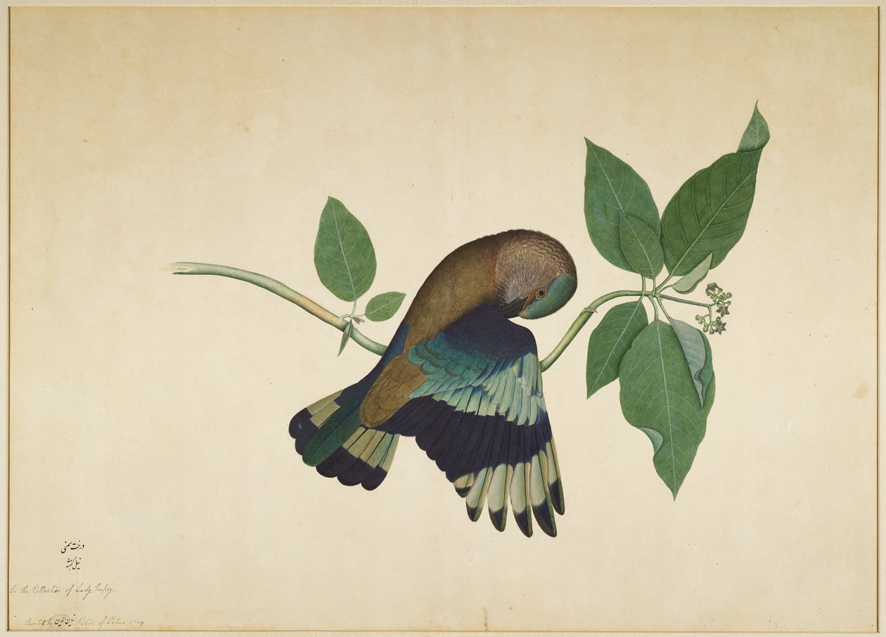 Indian Roller on Sandalwood Branch, folio ze série zadané Lady Impey, 1779 od Shaikh Zain ud Din