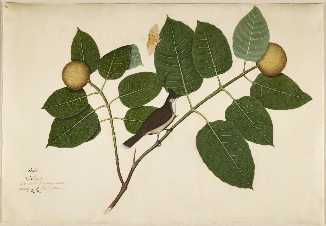 Červený vousatý Bulbul a Aganais Ficus Moth na větvi Kadamba, folio ze série na objednávku Lady Impey, 1777 od Shaikh Zain ud Din