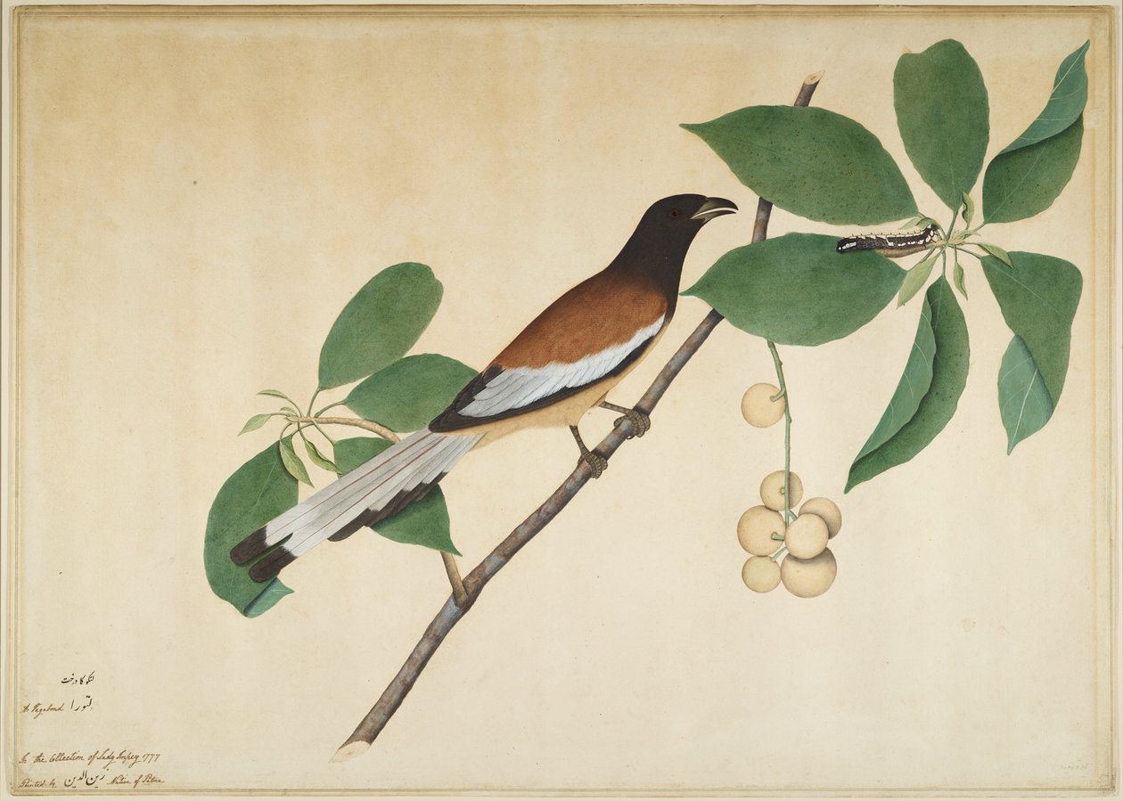 Rufous Treepie a Caterpillar on Branch, folio ze série zadané Lady Impey, 1777 od Shaikh Zain ud Din