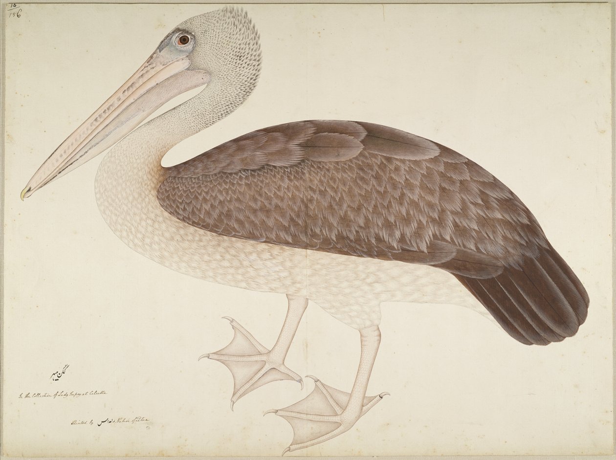 Spotbilled Pelican, folio ze série na objednávku Lady Impey, kolem 1780-82 od Shaikh Zain ud Din