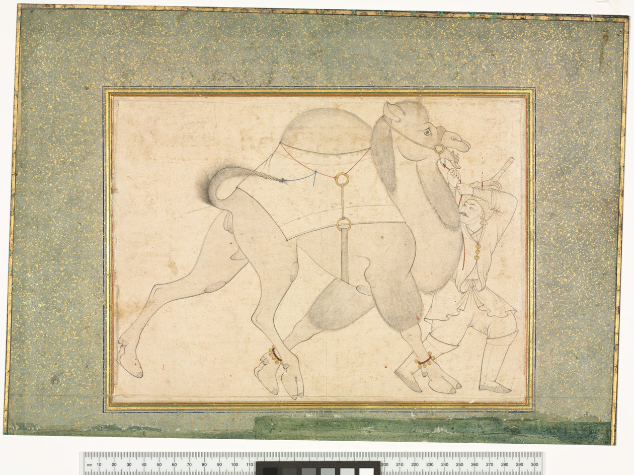 Velbloud a ženich, kolem 1545-76 od Shaykh Muhammad