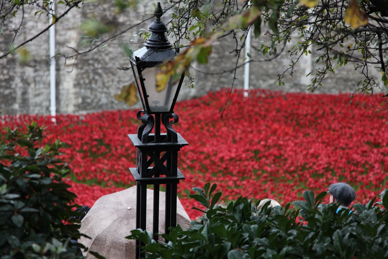 Krvavé země a moře rudé, Tower of London, 2014. od Sheldon Marshall
