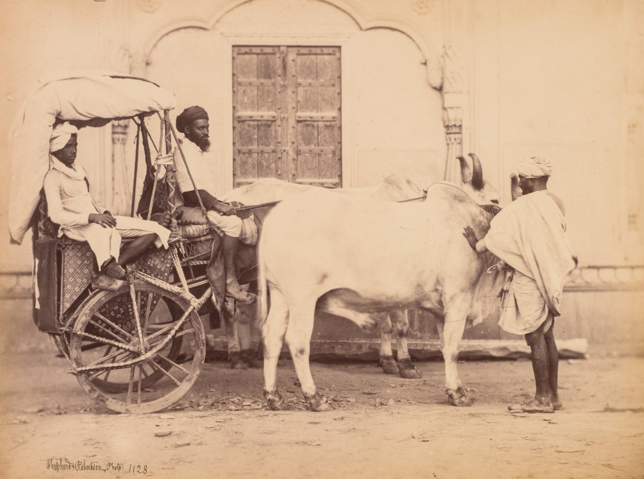 Bullock Cart, Dillí, 1863. od Shepherd and Robertson