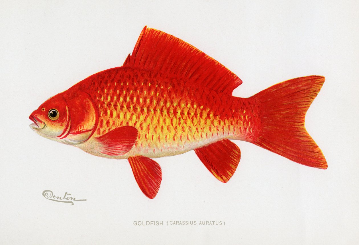 Zlatá rybka (Carassius auratus) od Sherman Foote Denton