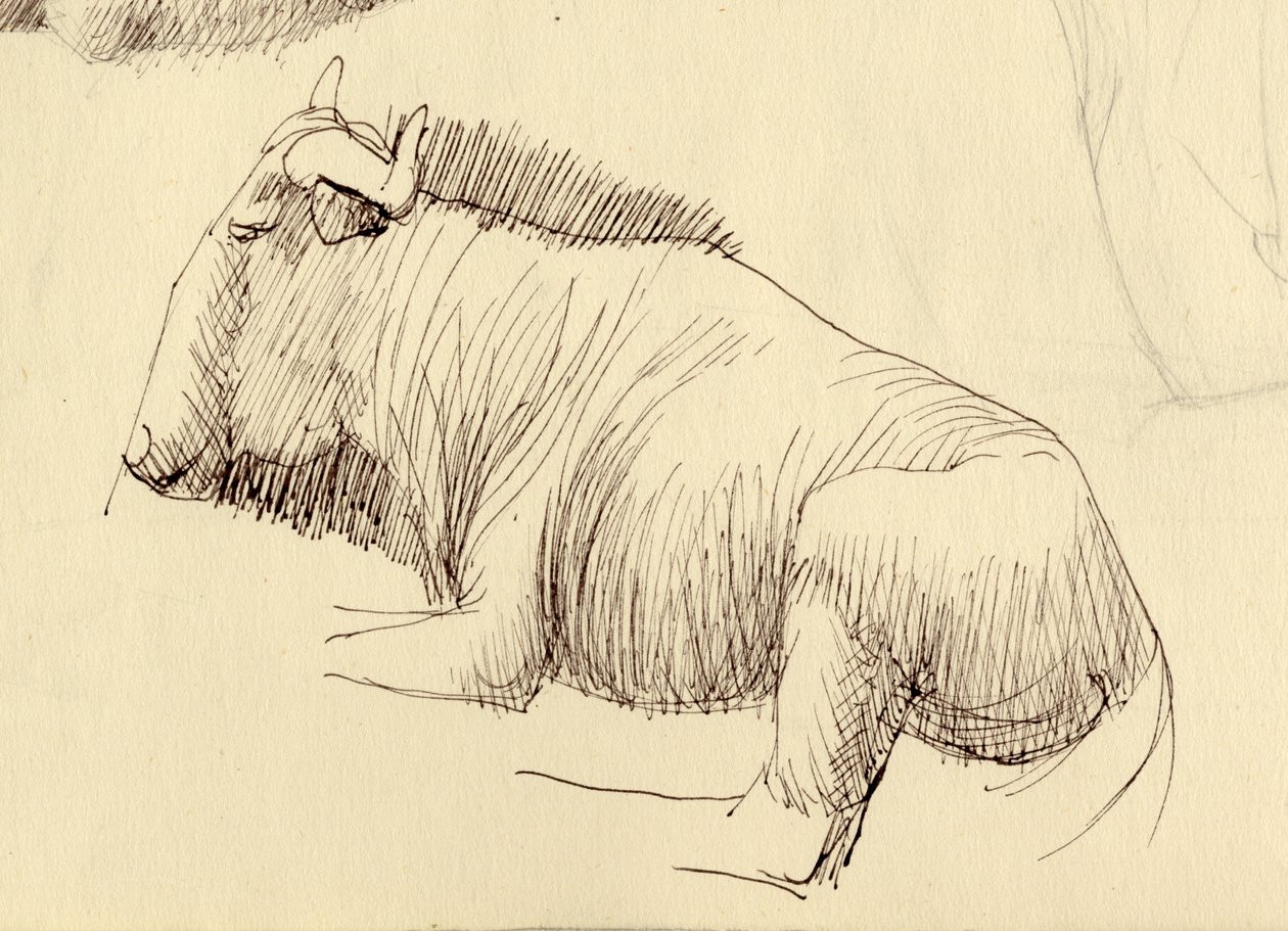 Gnu, c1951. od Shirley Markham