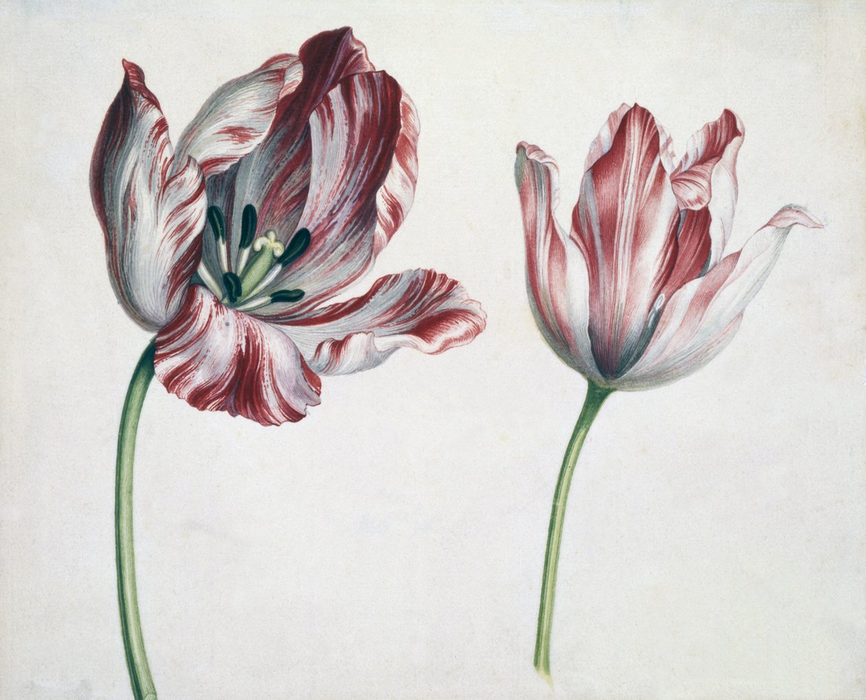 Tulipány od Simon Peeterz Verelst