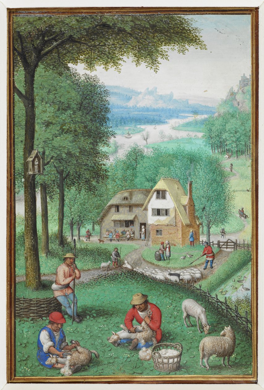 (Celé folio) Miniatura kalendáře na červen zobrazující dva muže stříhající ovce s chalupou v pozadí. od Simon Bening