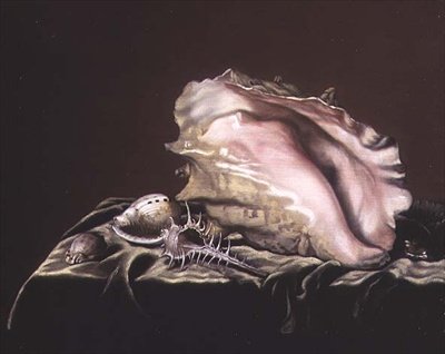 Zátiší Shells od Simon Renard de Saint Andre