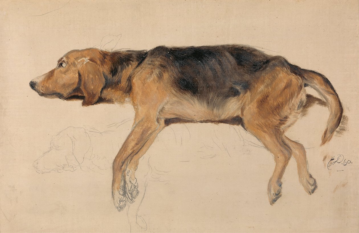 Studie psa vleže od Sir Edwin Henry Landseer
