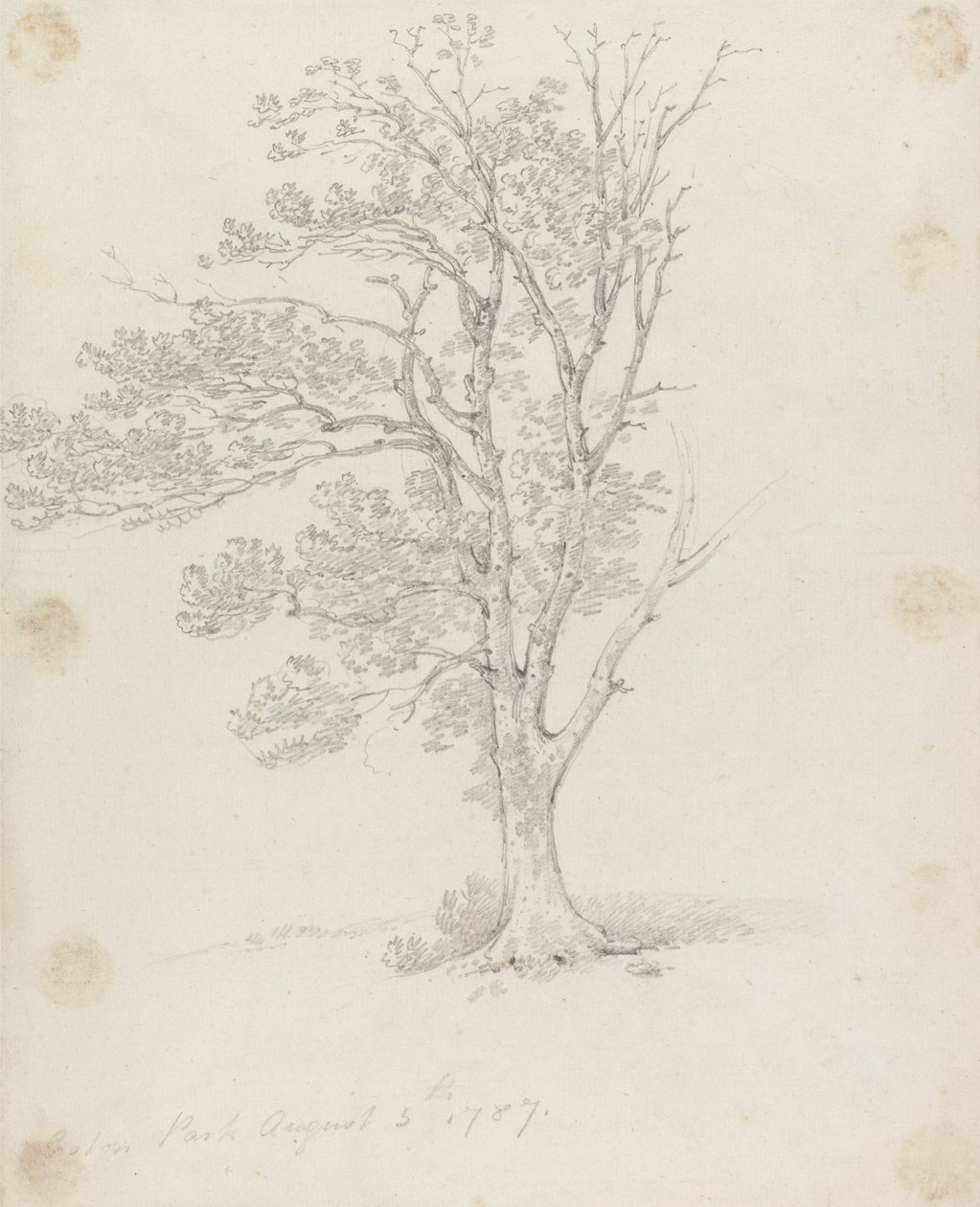 Strom v parku Easton od Sir George Howland Beaumont seventh Baronet