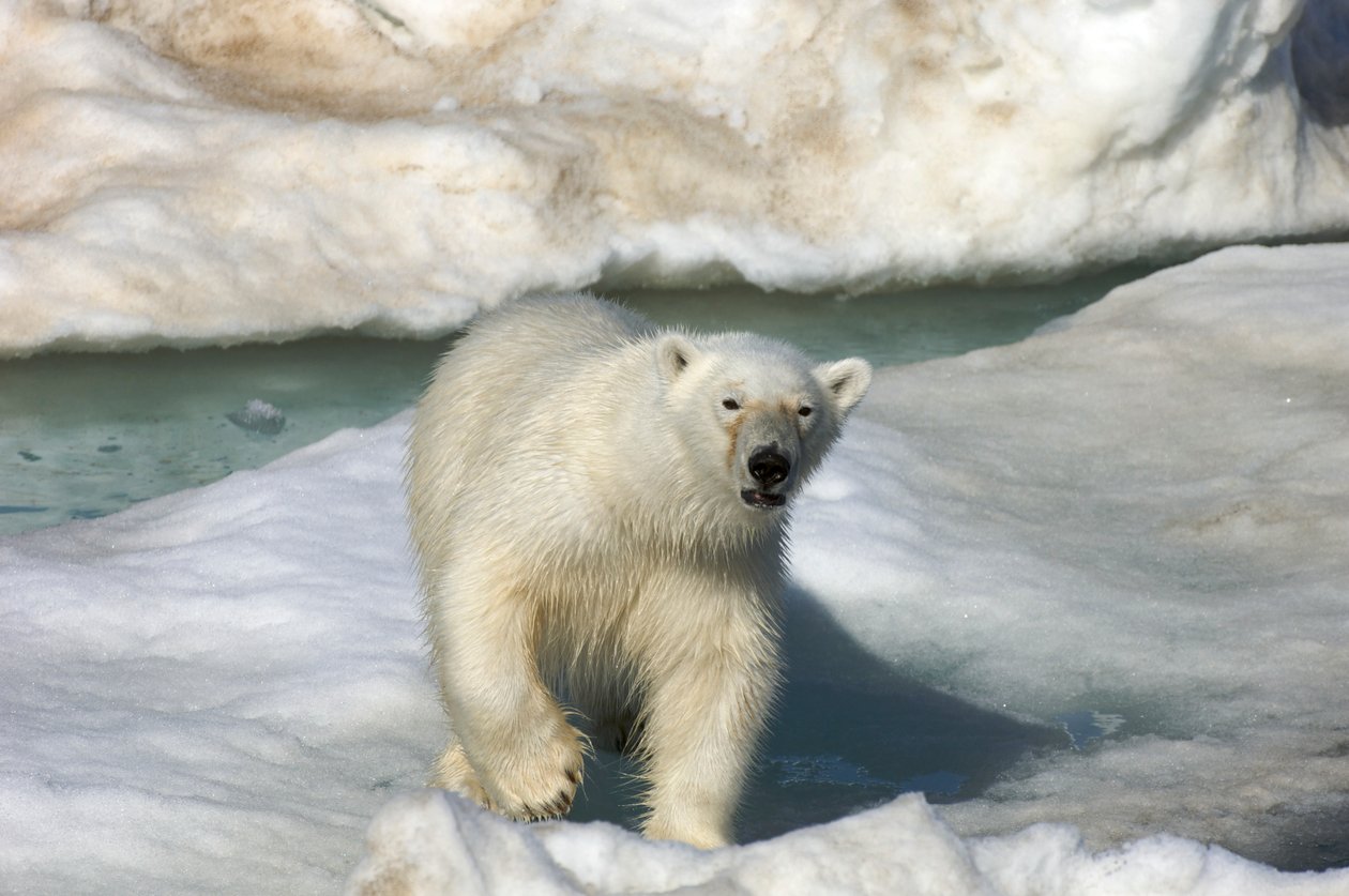 Lední medvěd (Ursus maritimus) kráčející po ledové kře, Špicberky, Norsko., 2022 (foto) od Sisse Brimberg