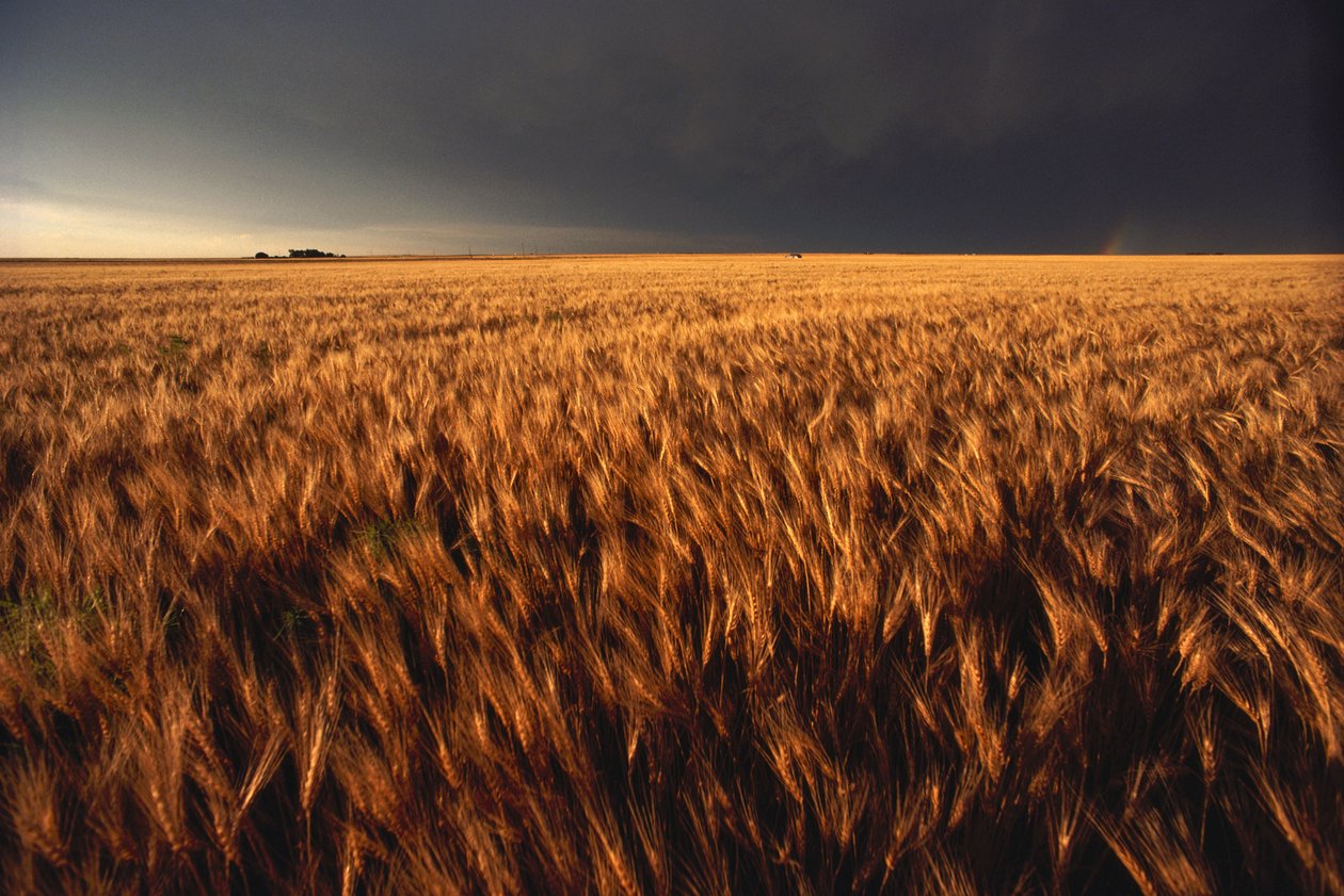 Spojené státy americké, Kansas, Letní bouřka se blíží k pšeničnému poli, 2022 (foto) od Sisse Brimberg