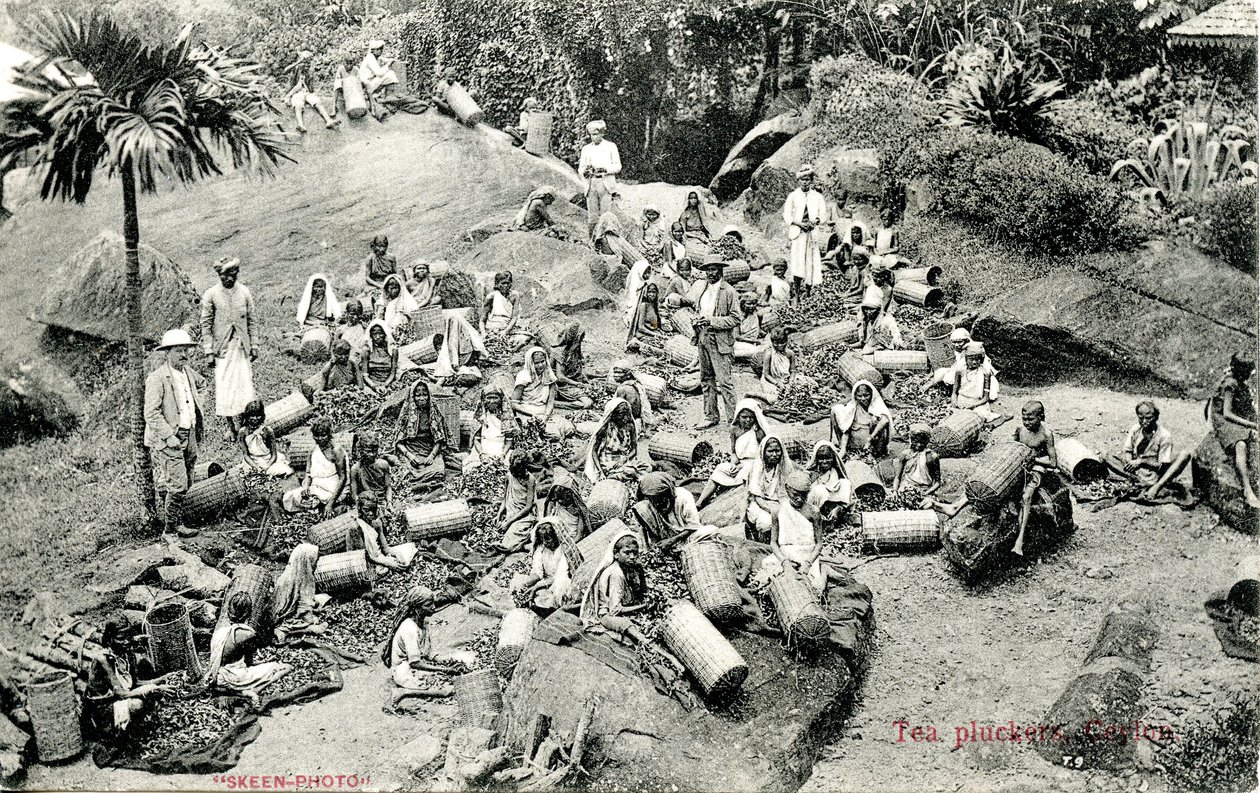 Trhači čaje, Cejlon, kolem 1900-1930 od Skeen and Co.