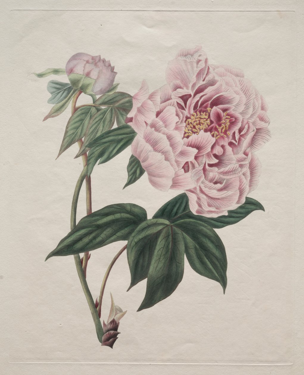 Pivoňka čínská (Paeonia suffruticosa) od Smith
