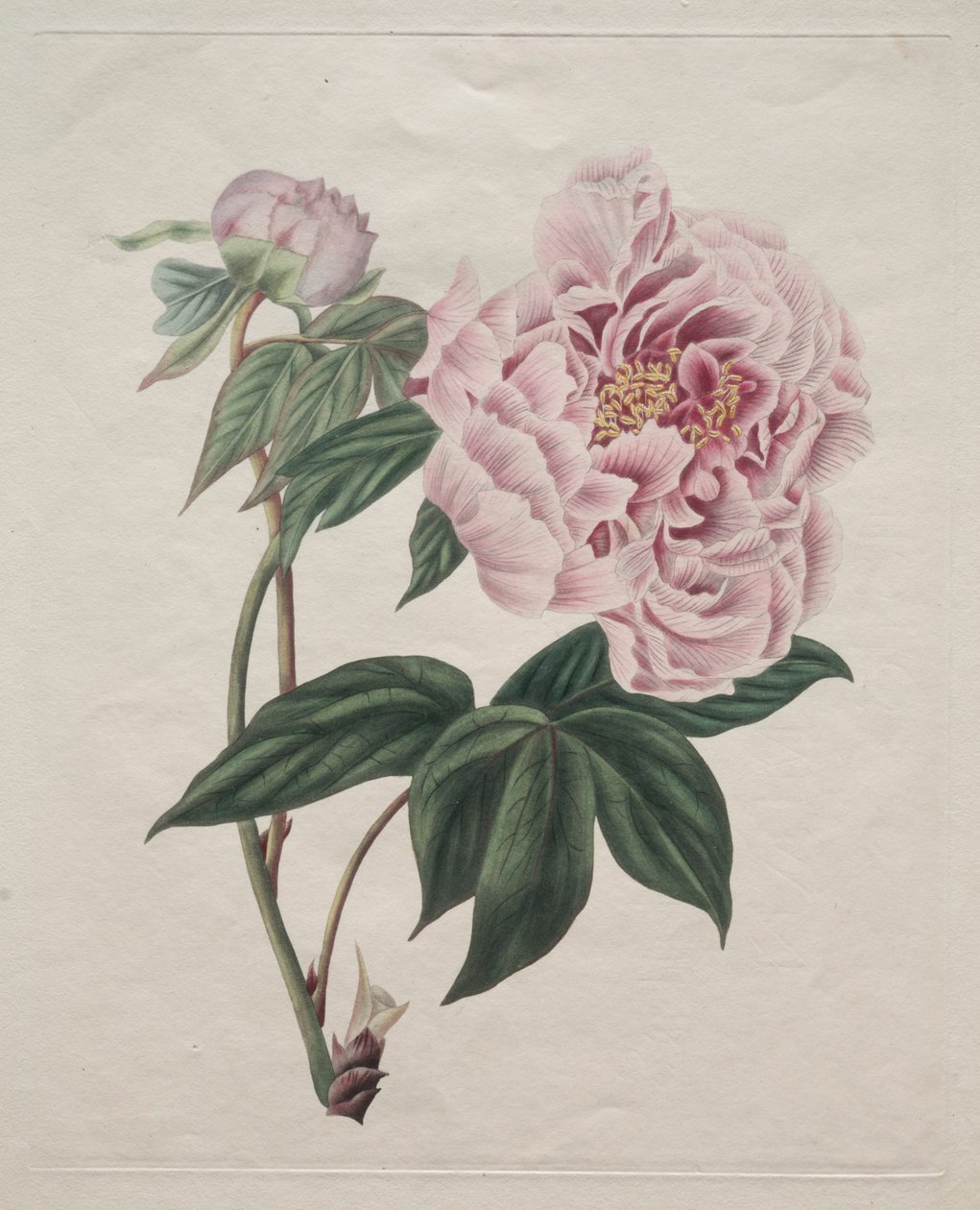Pivoňka čínská Paeonia suffruticosa, c. 1820. od Smith