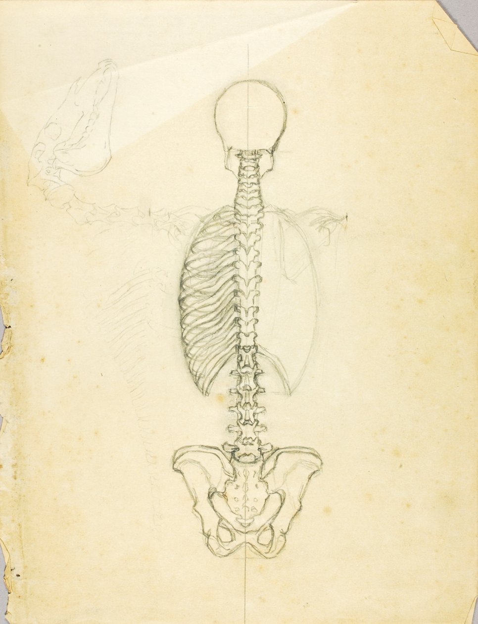 Studie anatomie od Solon H. Borglum