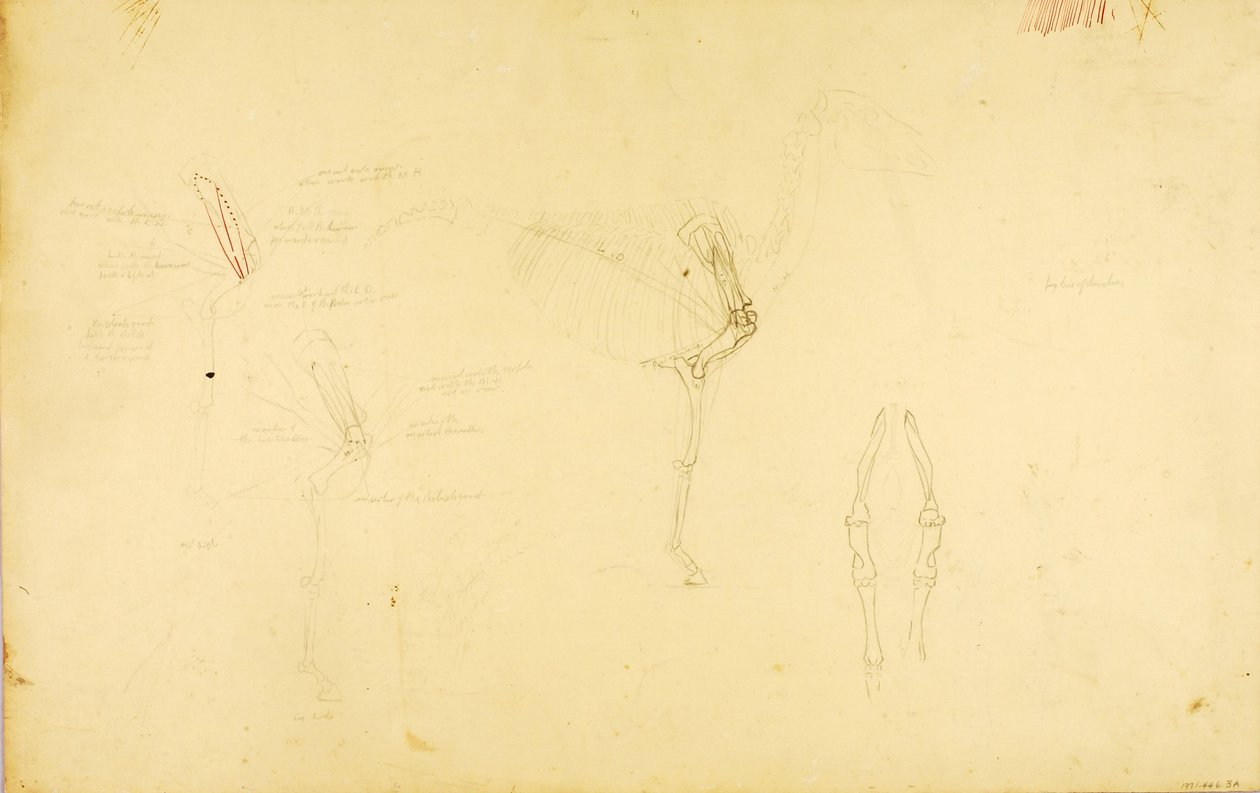Anatomie koně od Solon H. Borglum