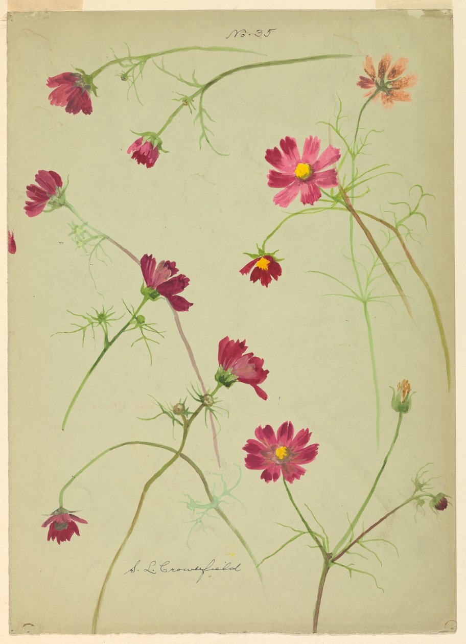 Kresba, studie: Kosmos, konec 19. století od Sophia L. Crownfield