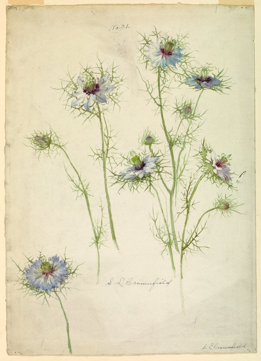 Kresba, studie: Láska v mlze, konec 19. století od Sophia L. Crownfield