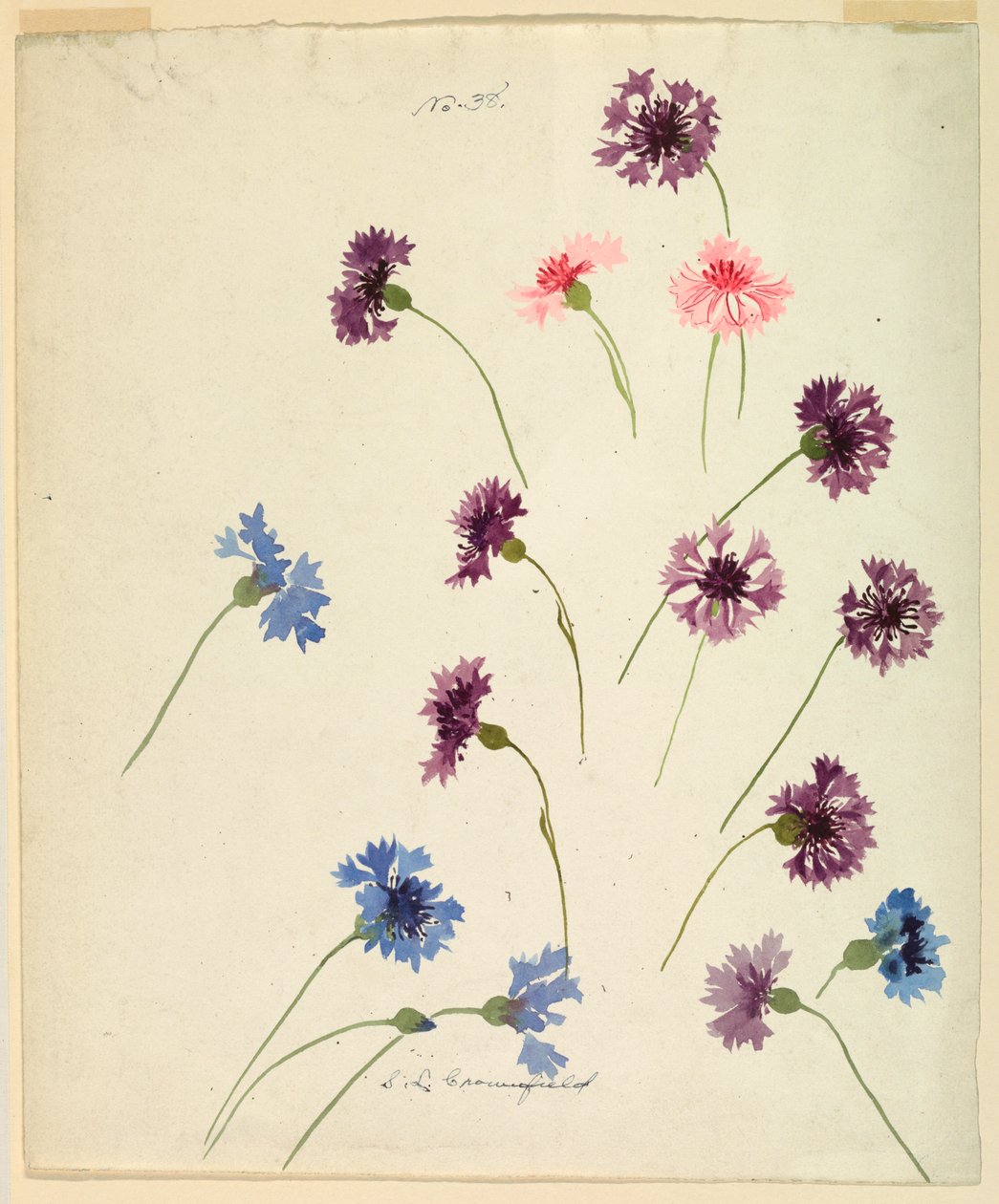 Kresba, Studie: Chrpy, konec 19. století od Sophia L. Crownfield