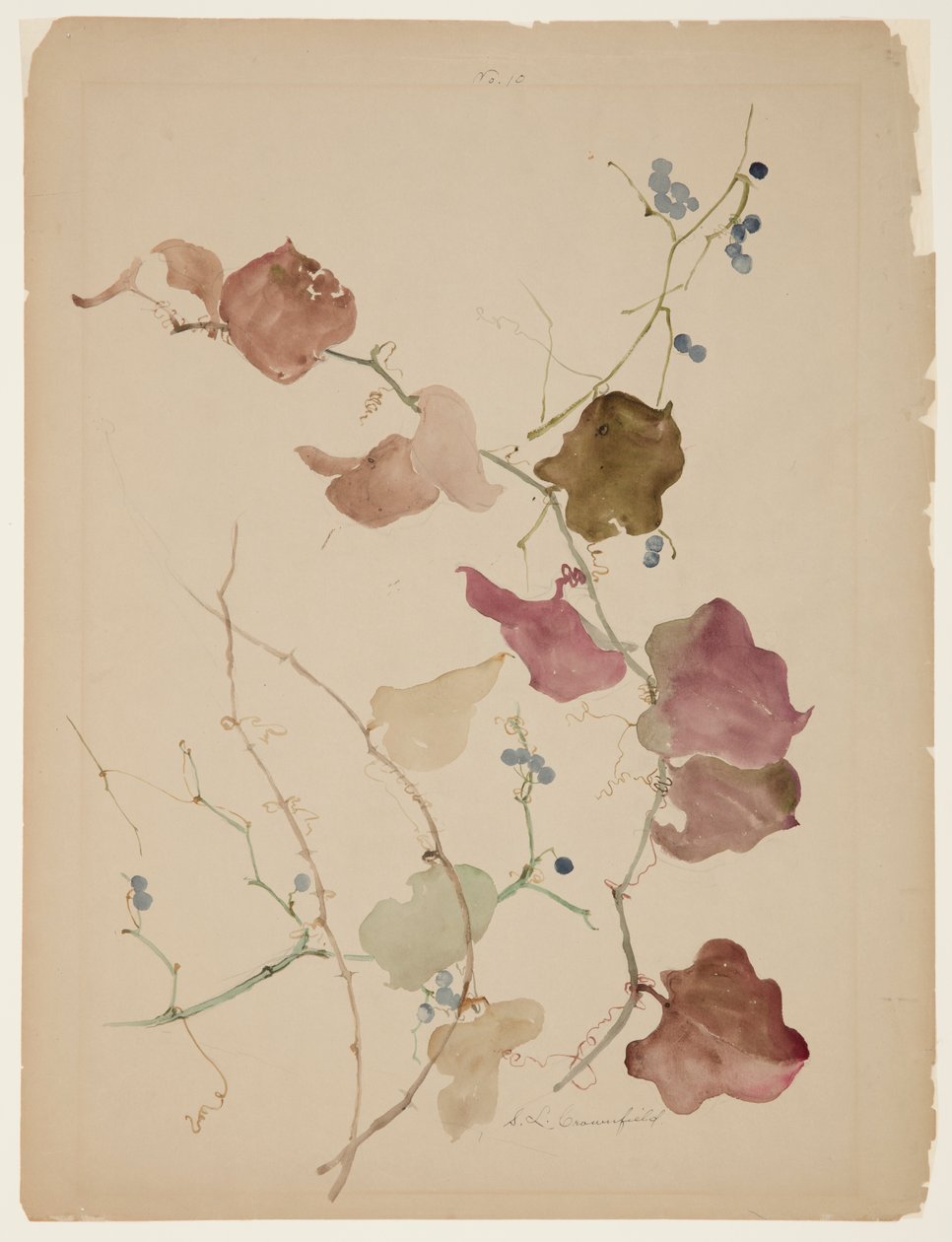 Studie Clematis Vine s modrými bobulemi od Sophia L. Crownfield