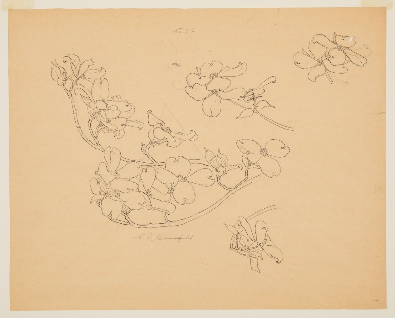 Studie Dogwood od Sophia L. Crownfield