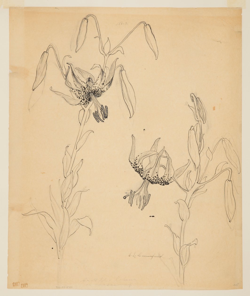 Studie tygřích lilií od Sophia L. Crownfield