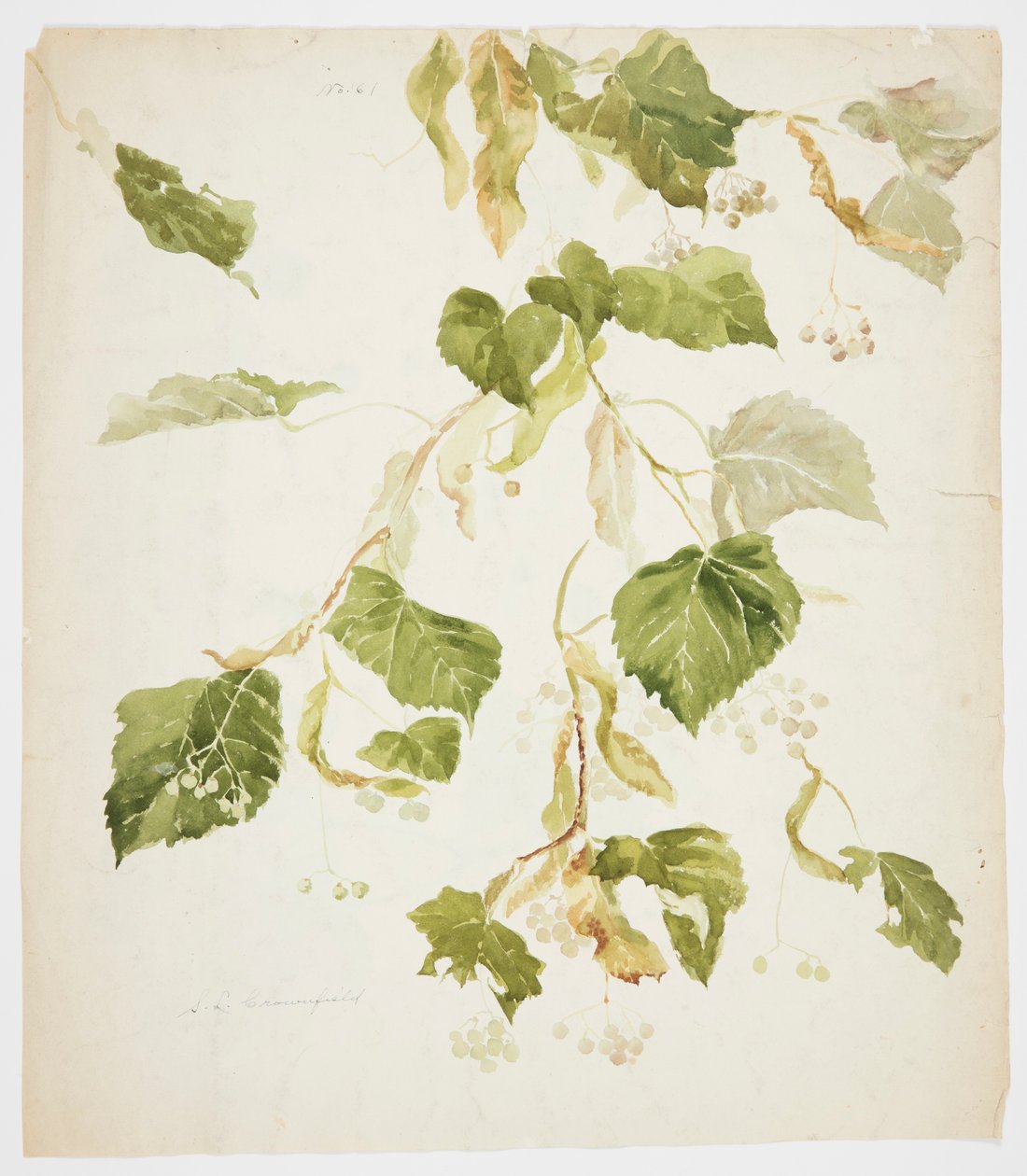 Studie lipové ratolesti od Sophia L. Crownfield
