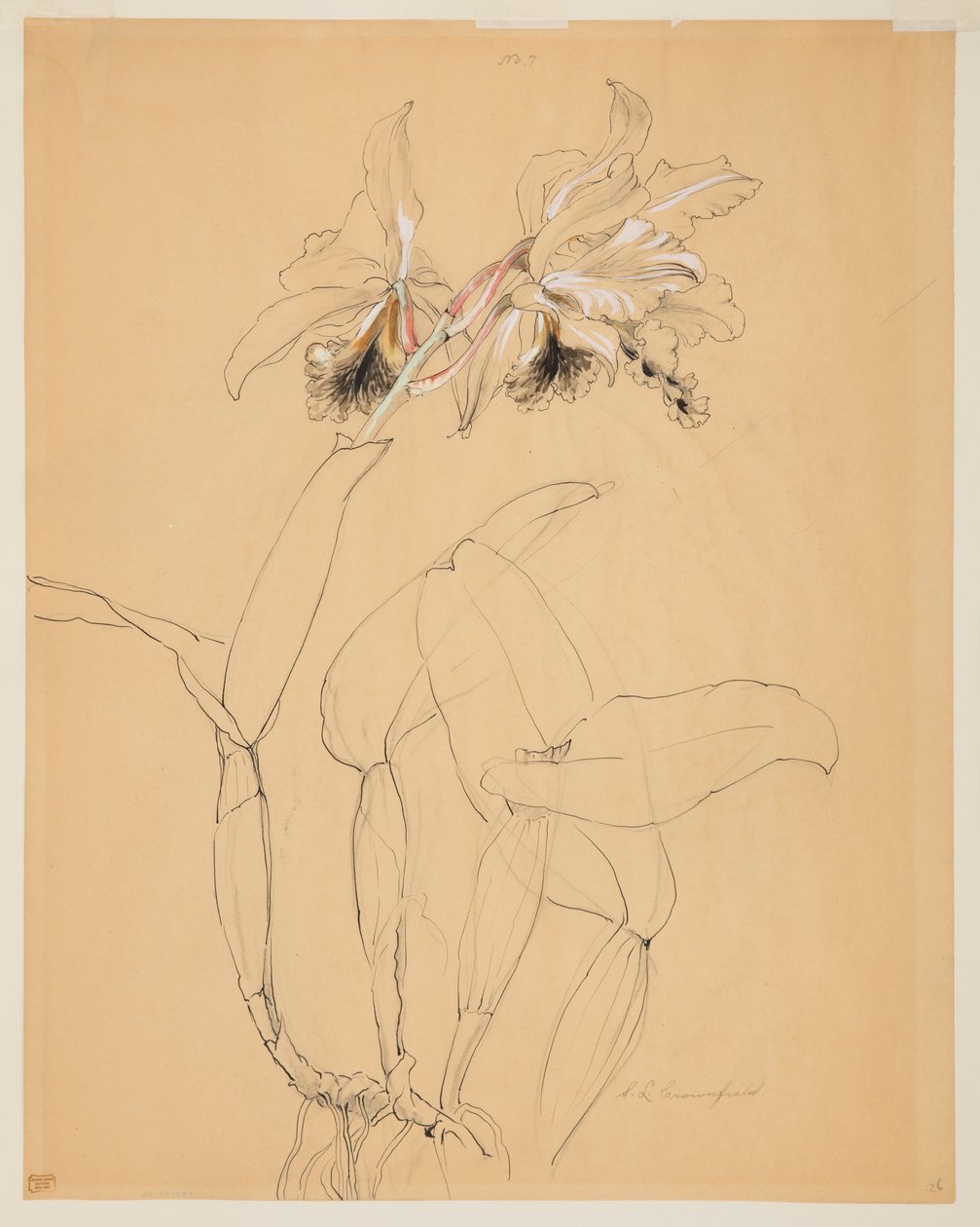 Studie orchideje od Sophia L. Crownfield