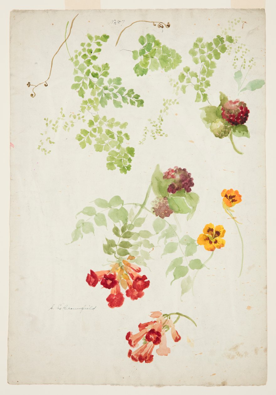 Studie Maidenhair Fern, Trumpet Vine a Nasturtium od Sophia L. Crownfield