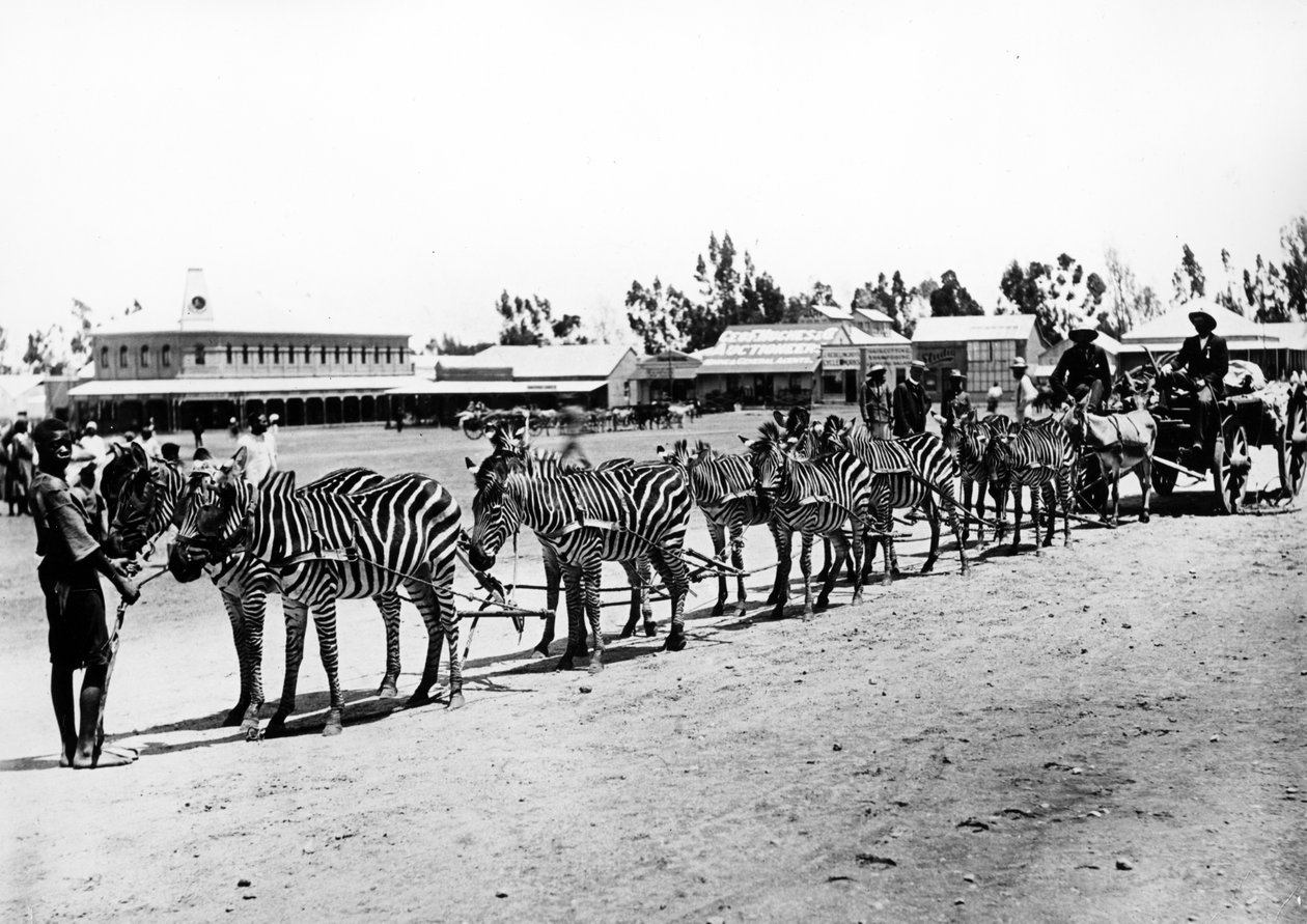 Vozík tažený zebrou, kolem roku 1890 od South African Photographer