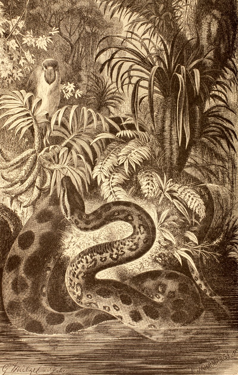 Anakonda hledá kořist, z „La Vida de los Animales“, vydané ve Španělsku kolem roku 1885 od Spanish School
