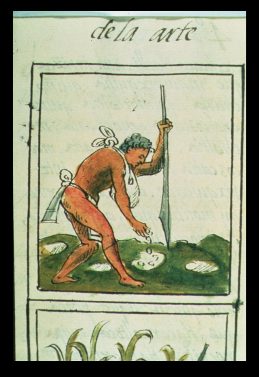 paní Palatová. 218-220 Kniha IX Aztécký muž sázející kukuřici, z „Florentinského kodexu“ od Bernardina de Sahagun, kolem 1540-85 od Spanish School