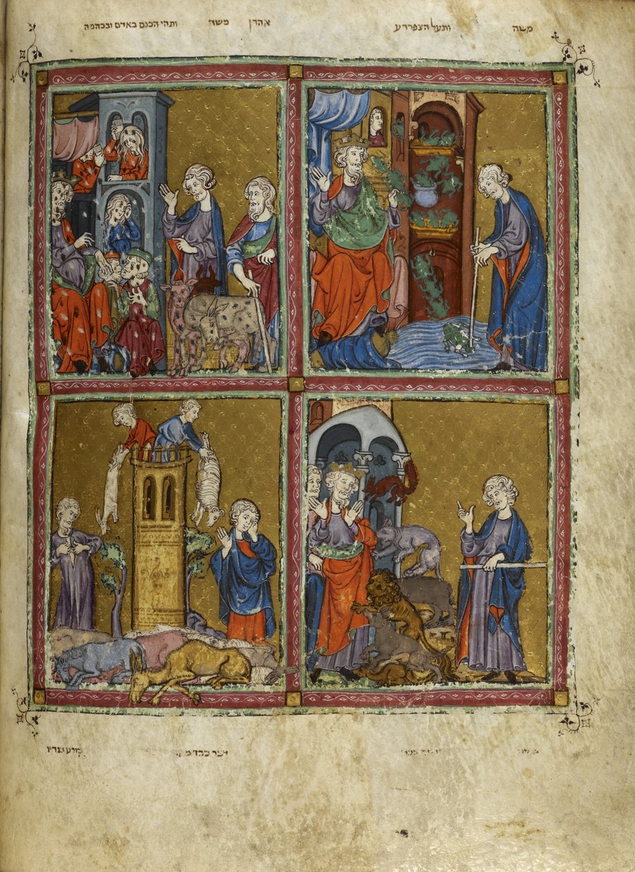 Přidat. 27210, f.12v Scény z Exodu: Mory vší, žab, moru a moru, ilustrace ze Zlaté hagady (inkoust, barva a zlato na pergamenu) od Spanish School