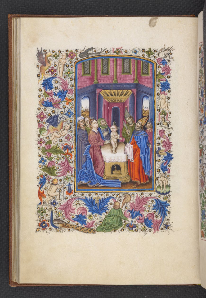 Přidejte MS 50004 f.41v The Circumcision z „Knihy hodin“ (inkoust, barva a zlato na pergamenu) od Spanish School
