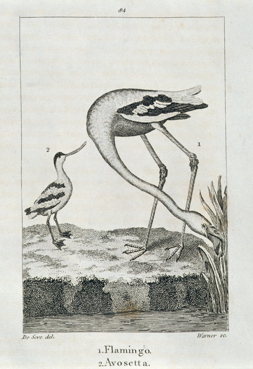 Flamingo a Avosetta, z Historie Země a animované přírody, Londýn 1816 (rytina mědi) od Spanish School