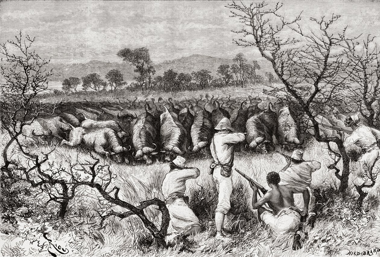 Lov buvolů ve střední Africe na konci 19. století, z „Africa Pintoresca“, vydáno 1888 od Spanish School
