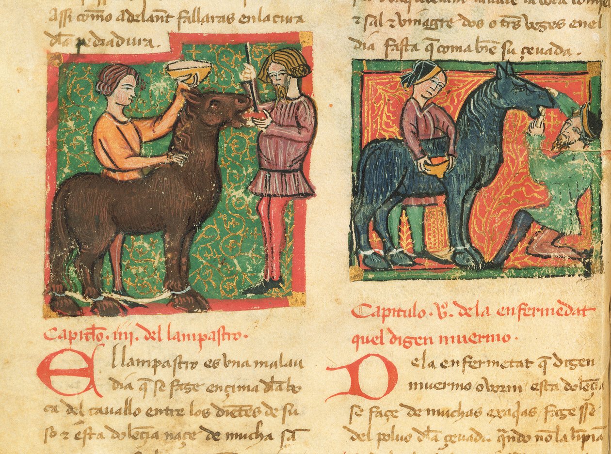 Ms 214 fol.26v Léčba glositidy u koně, z knihy Libro de Menescalcia y Albeyteria od Juana Alvareze, asi 1390. od Spanish School