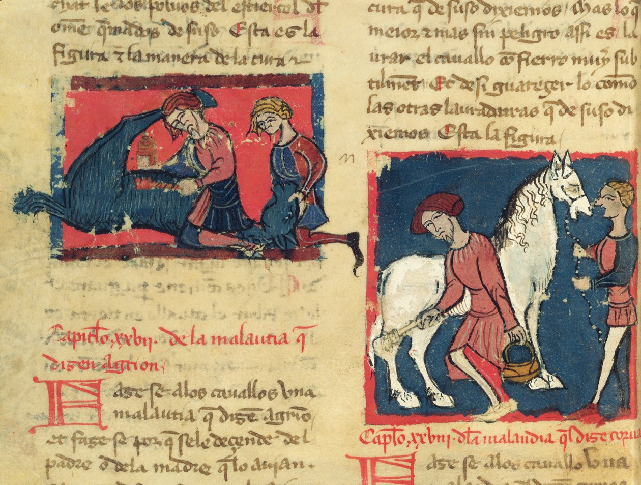 Ms 214 fol.38r Léčba koně svrabem, z Libro de Menescalcia y Albeyteria od Juana Alvareze, kolem 1390 od Spanish School