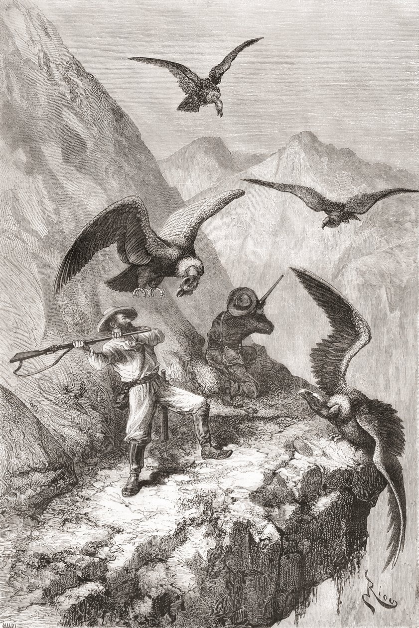 Édouard François André a jeho společník byli napadeni kondory poblíž Calacali, provincie Pichincha, Ekvádor, během své botanické expedice v podhůří And v letech 1875-76 od Spanish School