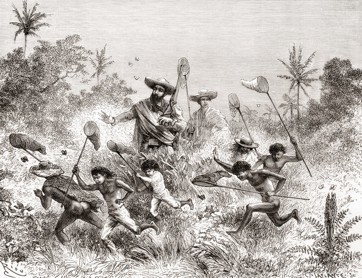 Édouard François André chytající motýly ve Villavicencio ve Venezuele během své botanické expedice na úpatí And v letech 1875-76 od Spanish School
