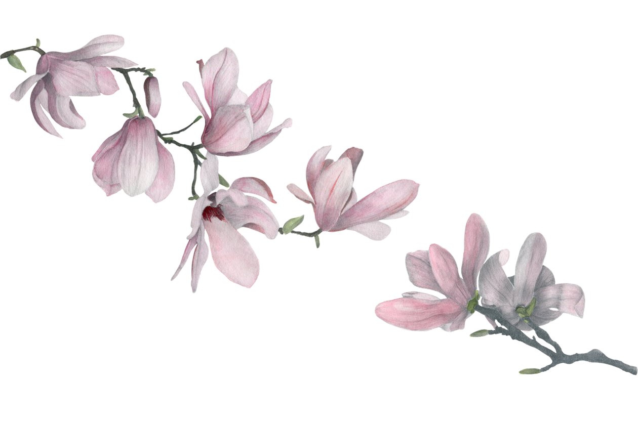 Magnolie, 2015 (grafitová tužka a akvarel) od Stacy Hsu