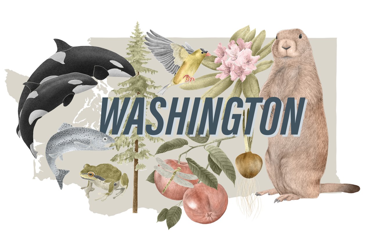 Symboly státu Washington, 2018 (grafitová tužka a digitální tisk) od Stacy Hsu