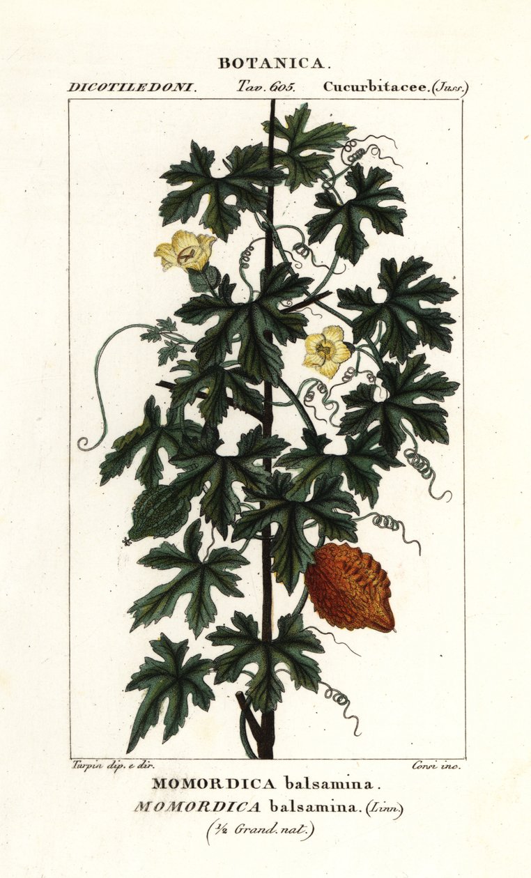 Africká okurka, Momordica balsamina od Stanghi Stanghi